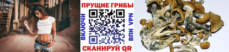 Галлюциногенные грибы MAGIC MUSHROOMS  ссылка на мегу tor  Бикин  наркошоп 